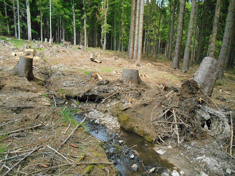 studánka Knížecí studánky (11055)