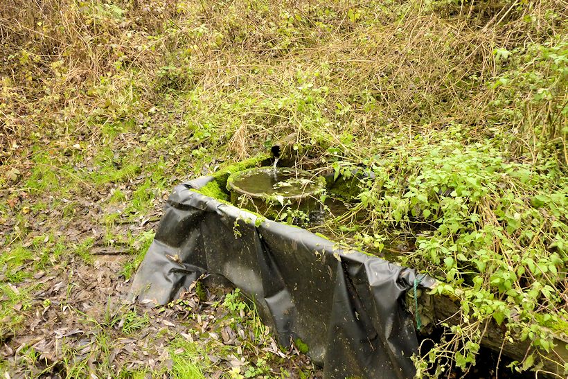 studánka U židovského hřbitova (11076)