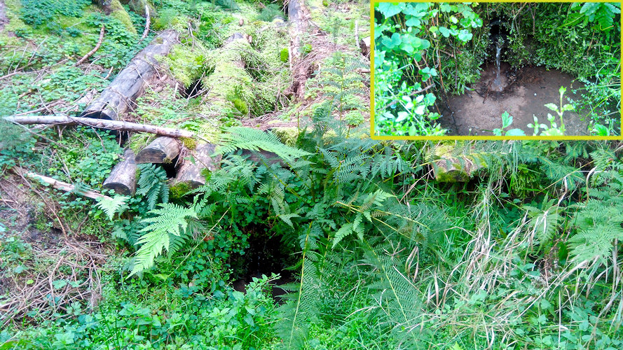 studánka V Divoké rokli (11086)