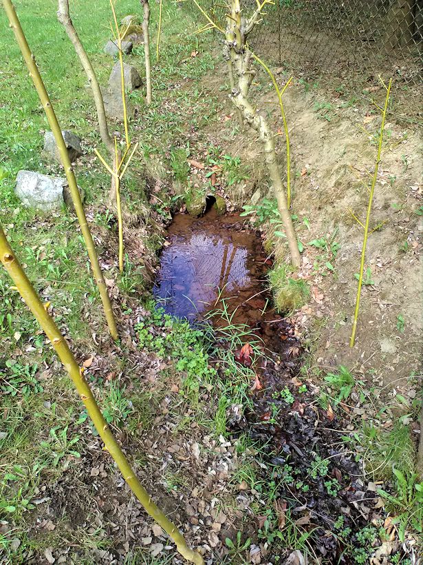 Vrbová studánka (11230)