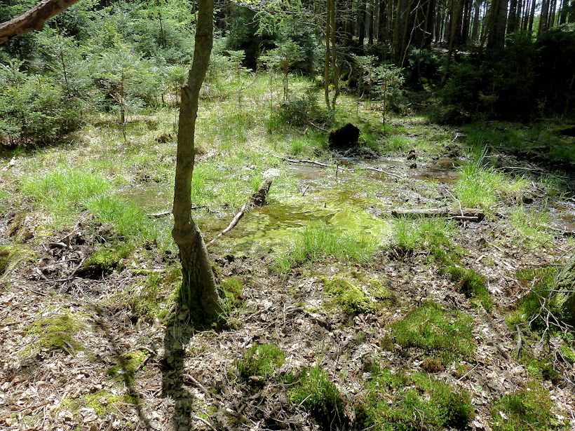 prameniště Brdo 2 (11346)