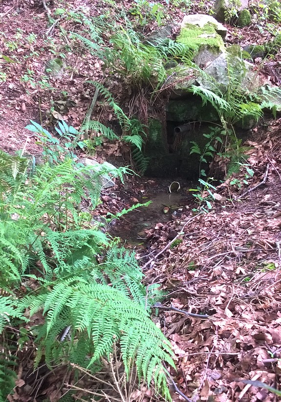 studánka Pod osadou (11494)