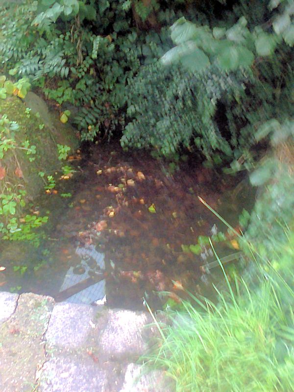 studánka Nuni (11497)