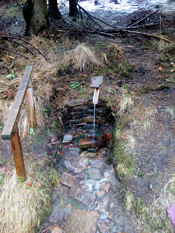 studánka V mechu a kapradí (11498)