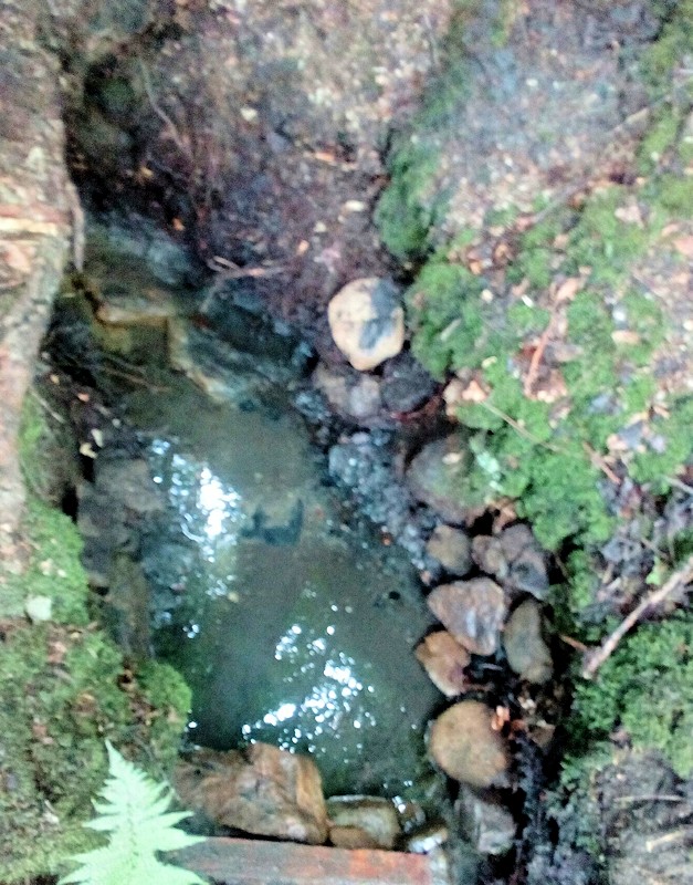 studánka Písečná (11516)