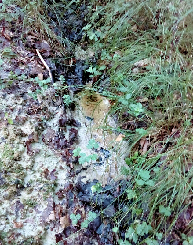 prameniště U lesníka (11633)