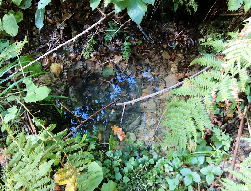 studánka Hájenková (11707)