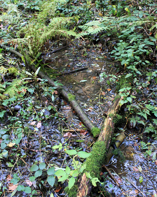 Smaragdová studánka (11741)