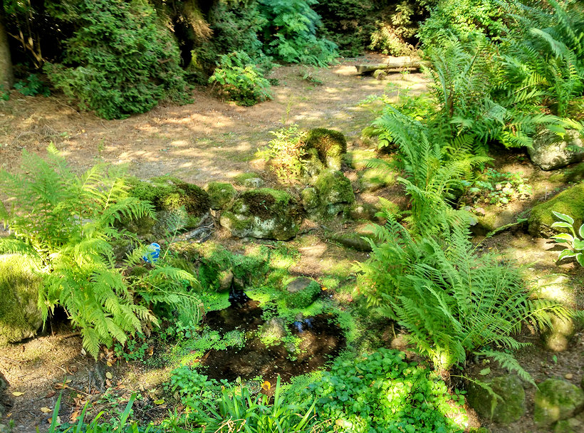 studánka V arboretu (11753)