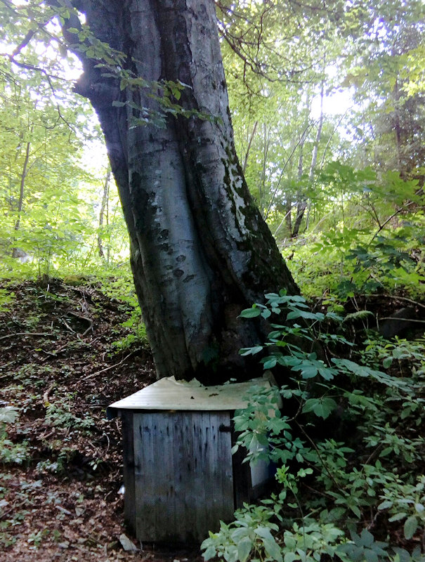 studánka Buková (11764)