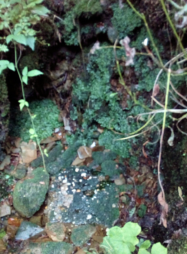 studánka Tajemná (11765)