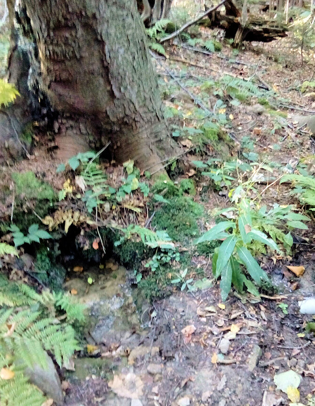 studánka Na Kamenné (11769)