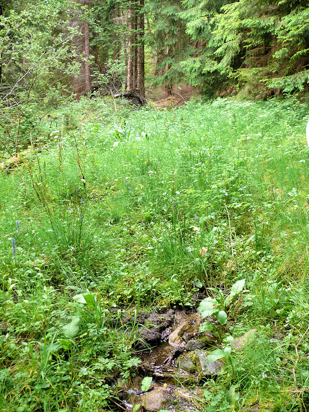 studánka bez jména (11786)