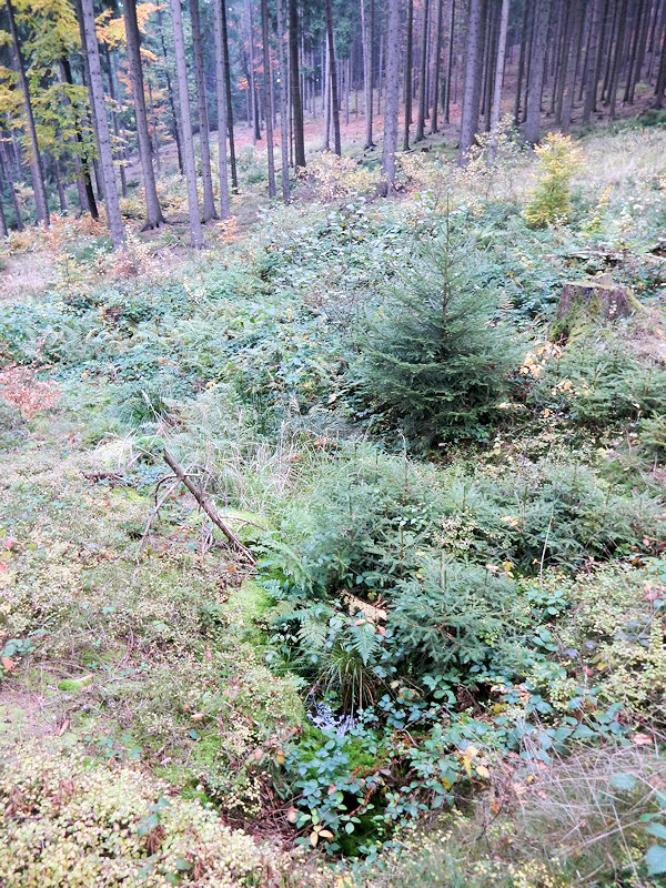 studánka Pod Kletnou (11790)