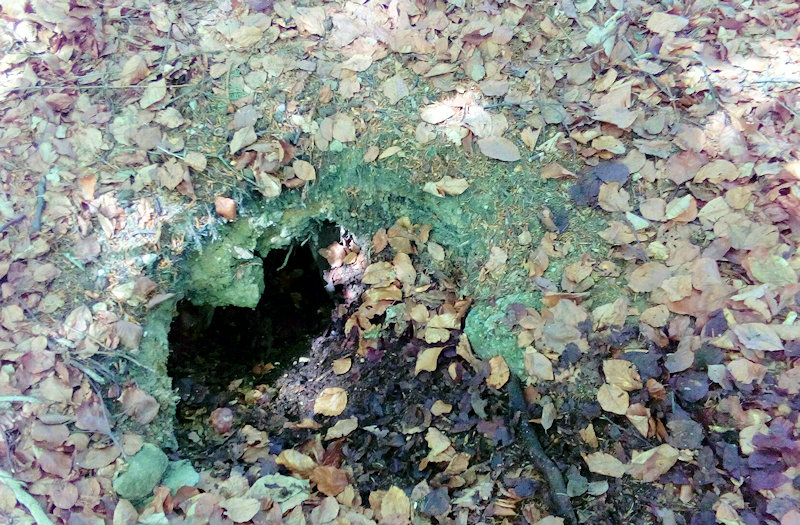 prameniště U buka (12077)