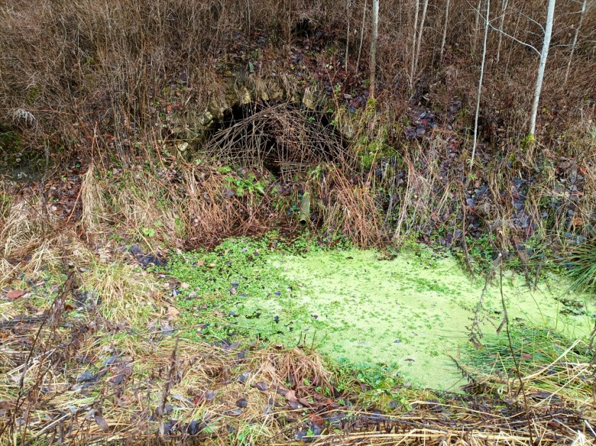 studánka bez jména (12113)