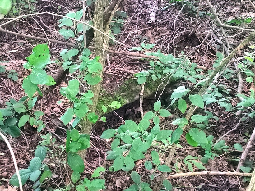 studánka Lažánky (12133)
