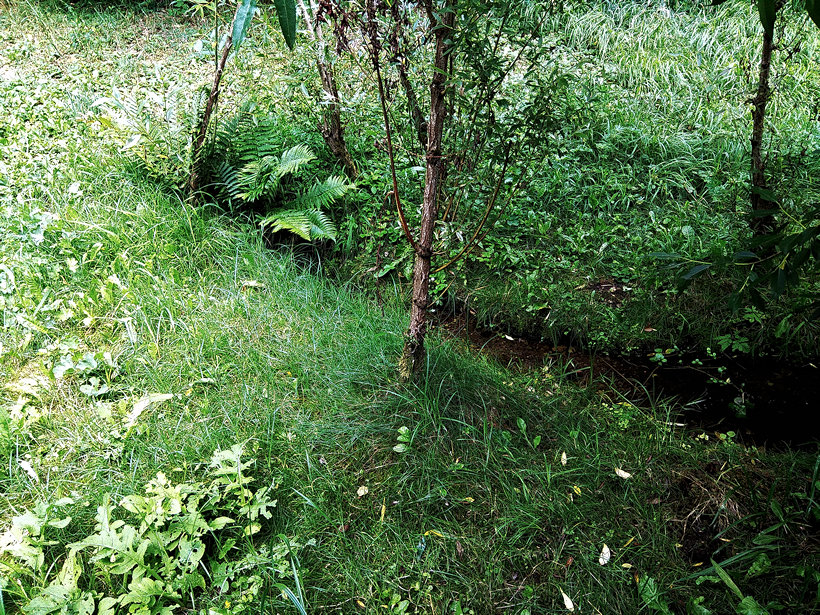 Kapradinový pramen (12159)