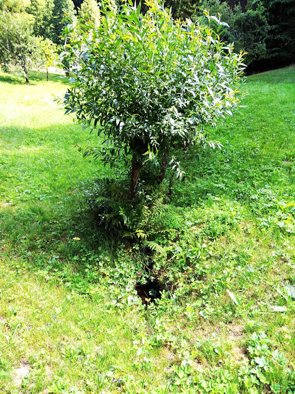 studánka U vrbiček (12223)