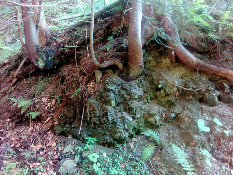 prameniště Skalní (12273)
