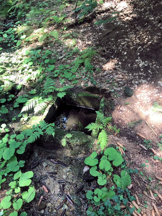 studánka bez jména (12306)