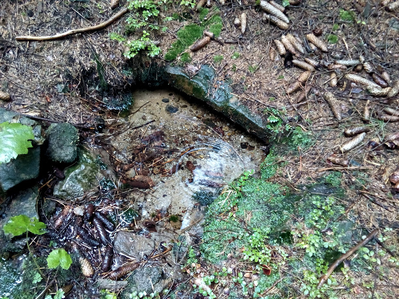 studánka Na Bagně (12349)