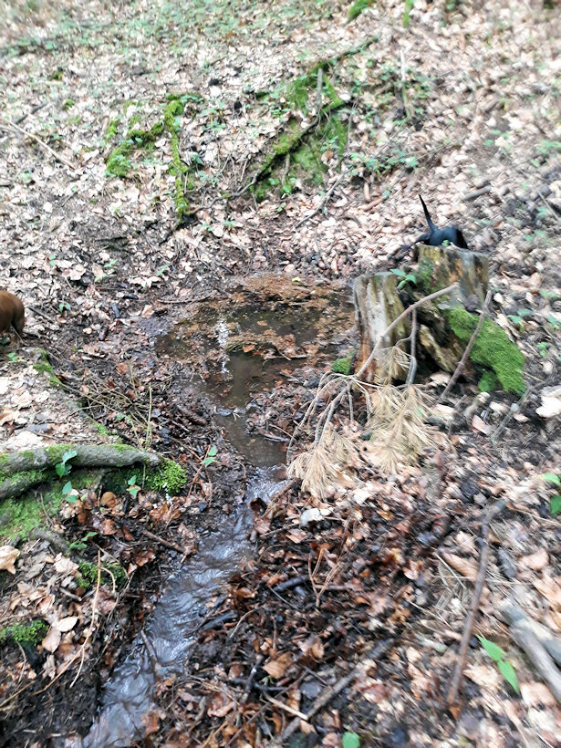 Libušina studánka  (12682)