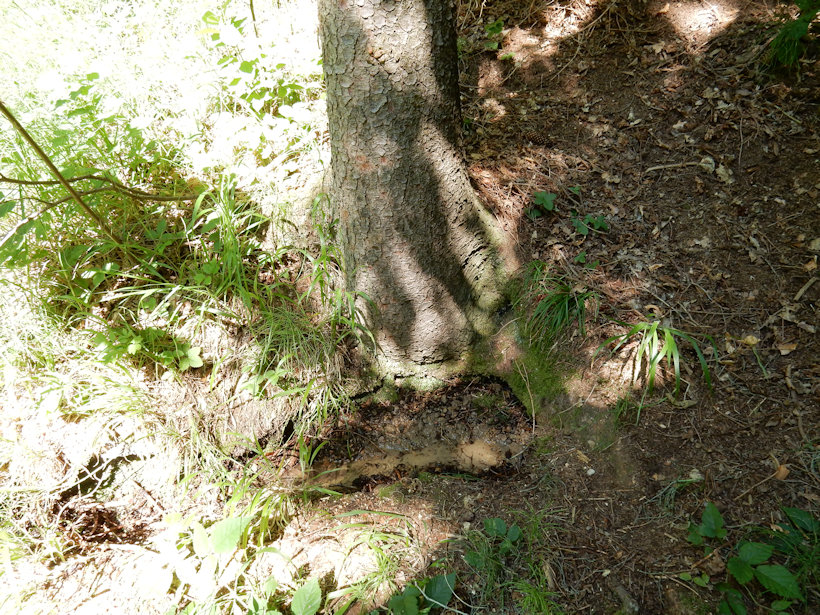 studánka U pasek (12730)