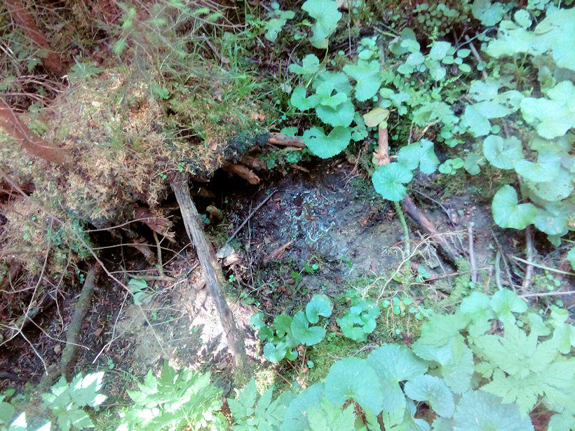 prameniště U Jarošova potoka (12738)