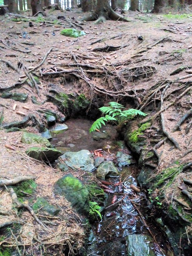 studánka bez jména (12983)