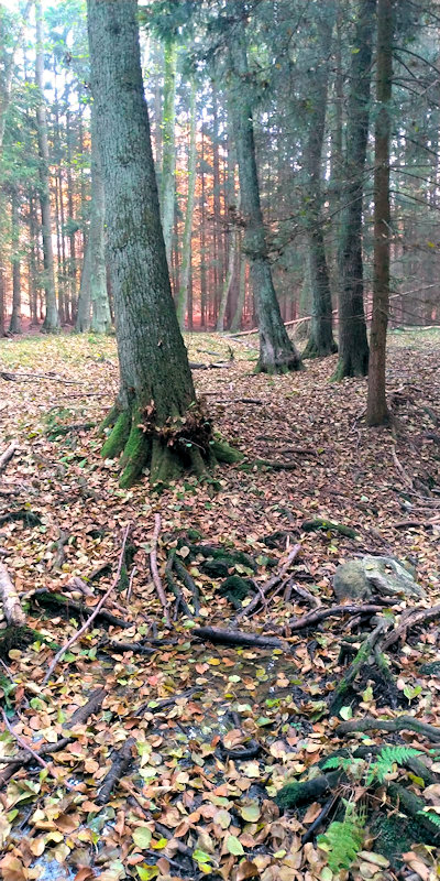 prameniště Pramen Dománky (13034)
