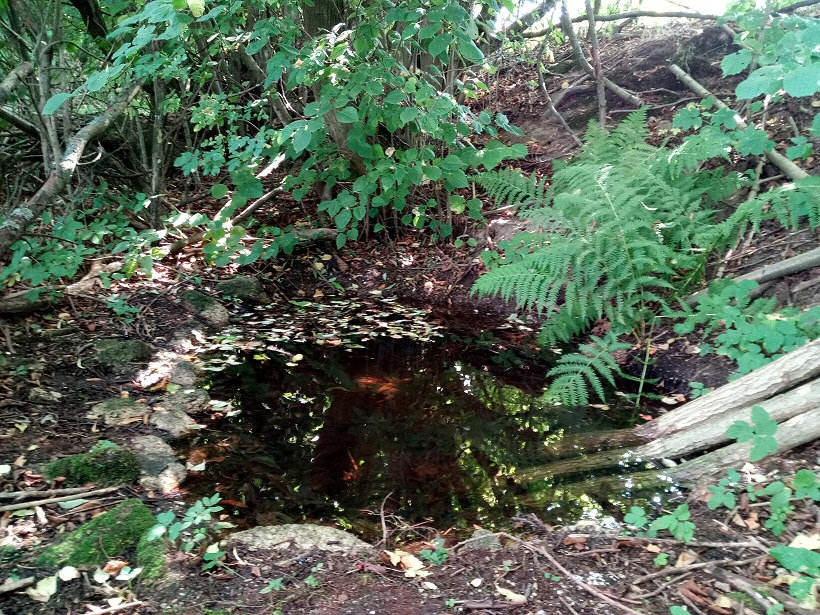 studánka Na Polštáři (13134)