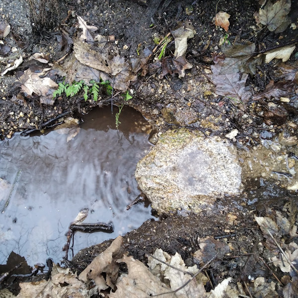 studánka Annin pramínek (13169)