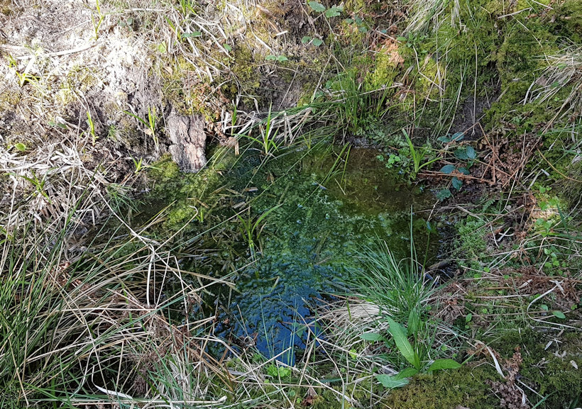 studánka bez jména (13279)
