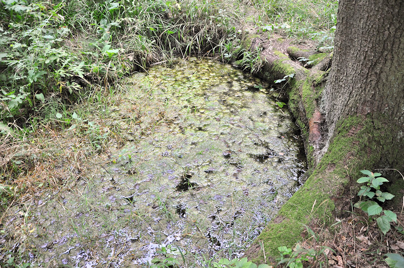 studánka Pod smrkem (13287)