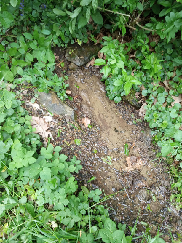 pramen Pod kapličkou (13324)